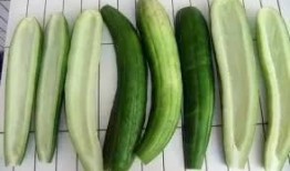 娱乐吃瓜酱花期